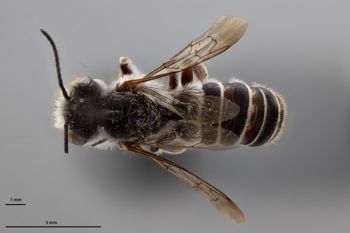 Media type: image;   Entomology 592382 Aspect: habitus dorsal view